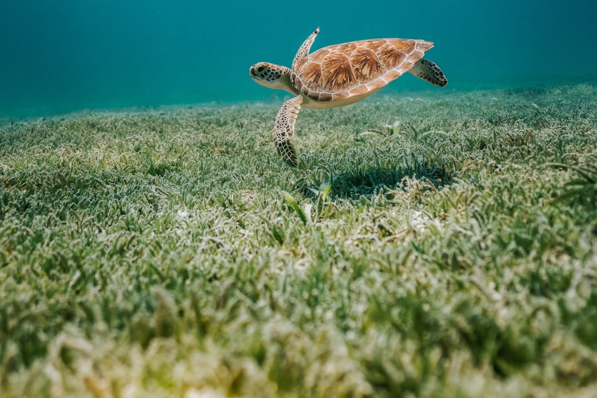 Freediving Intro Session photo 3