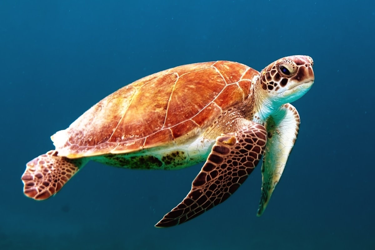 Snorkelling at Turtle Point photo 2